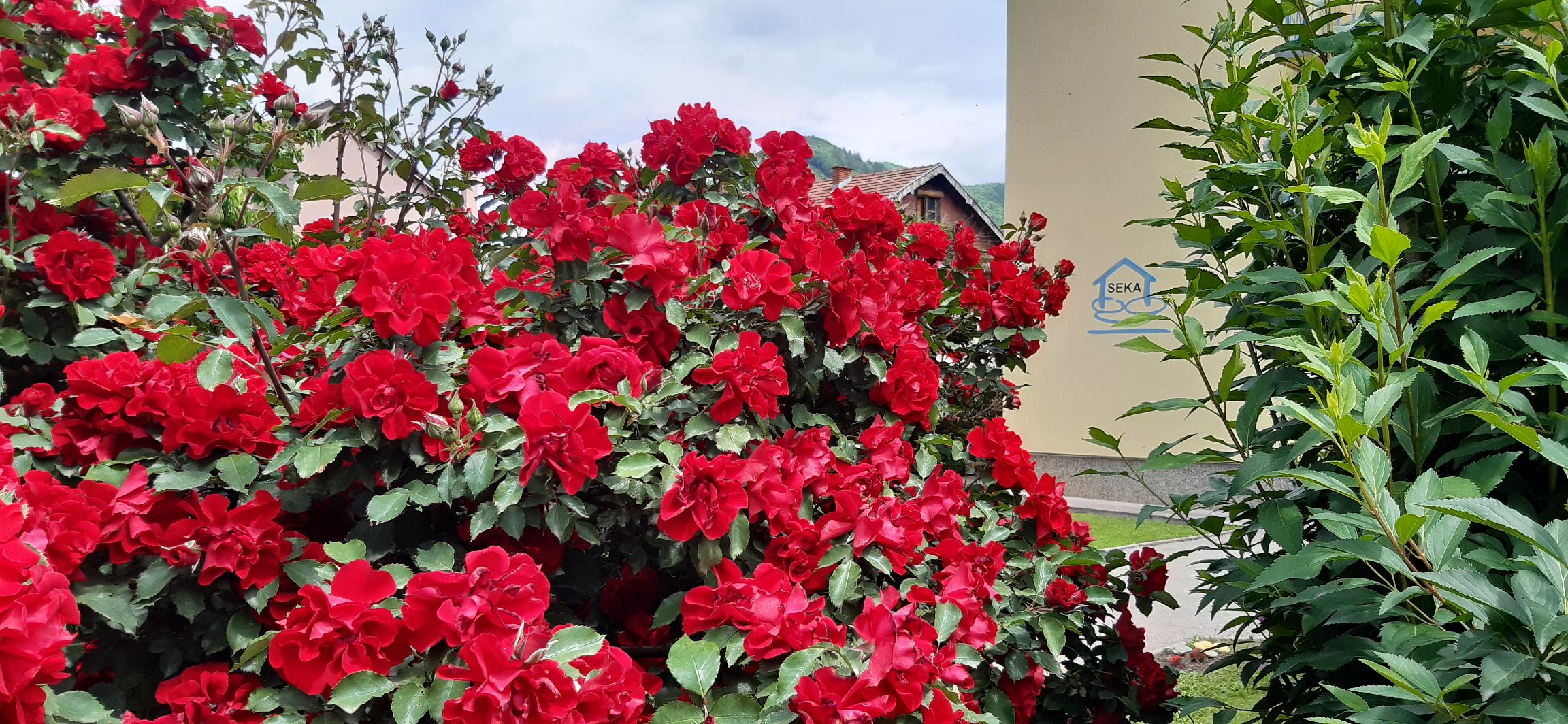 Kuća SEKA Goražde, u zagrljaju majskih ruža…